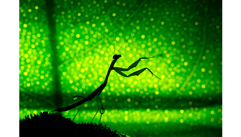Illustration for article titled Can You Believe These Insect Fantasyland Photos Were Shot On Someone's Kitchen Table?